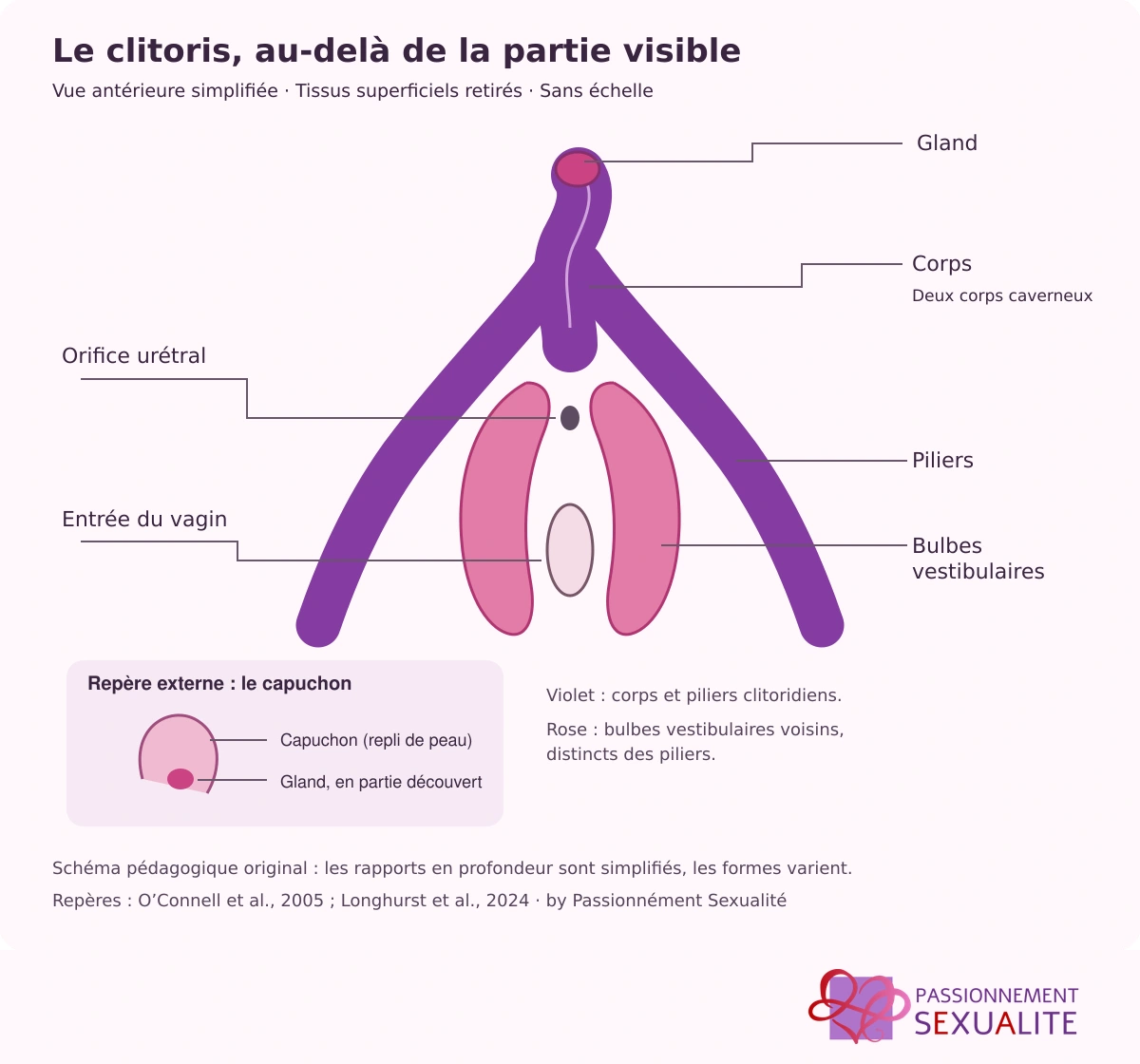 Vue antérieure simplifiée du gland, du corps et des piliers du clitoris, avec les bulbes vestibulaires distincts, l’orifice urétral, l’entrée vaginale et un encart du capuchon.